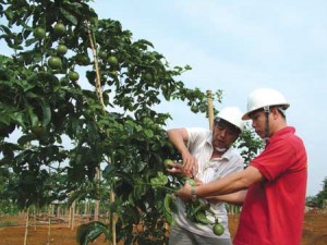 Hạt giống hoa, hoa treo, dạ yến thảo, hoa treo ban công, hạt giống hoa oải hương, bán hạt giống hoa oải hương, hat giong hoa oai huong, hạt giống  chất lượng cao, hat giong hoa , hat giong hoa chat luong cao, hoa trong tham, hoa trong chau,